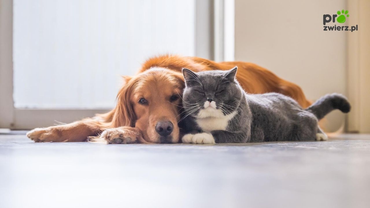 Jak pies z kotem? Czy przyjaźń psa i kota jest możliwa?