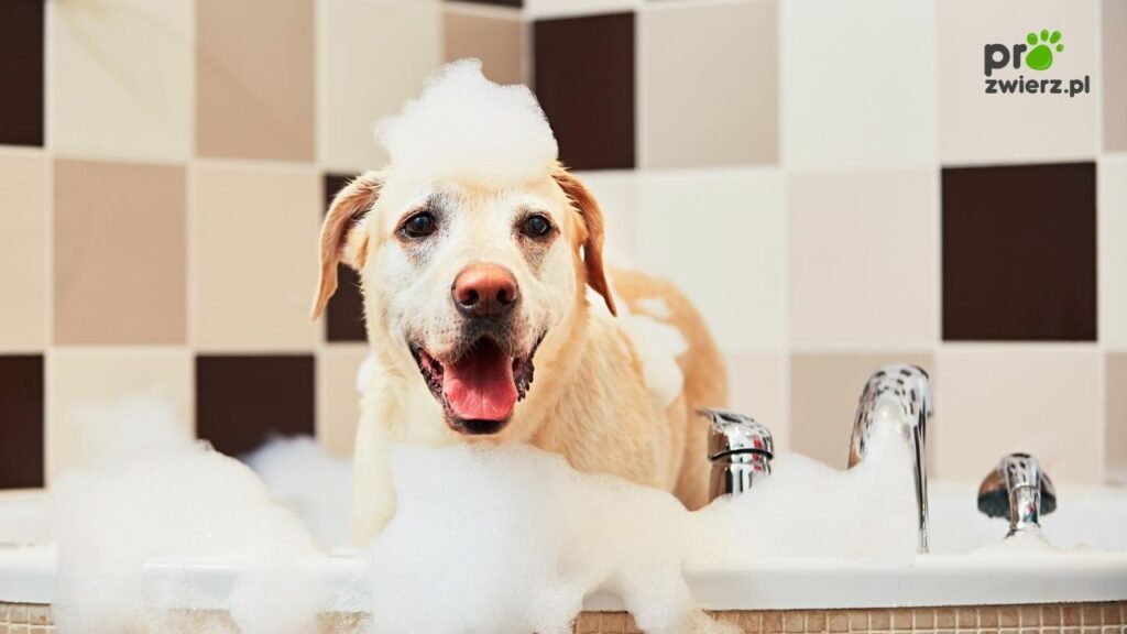 Jak kąpać psa Sposoby na kąpanie psa (2)