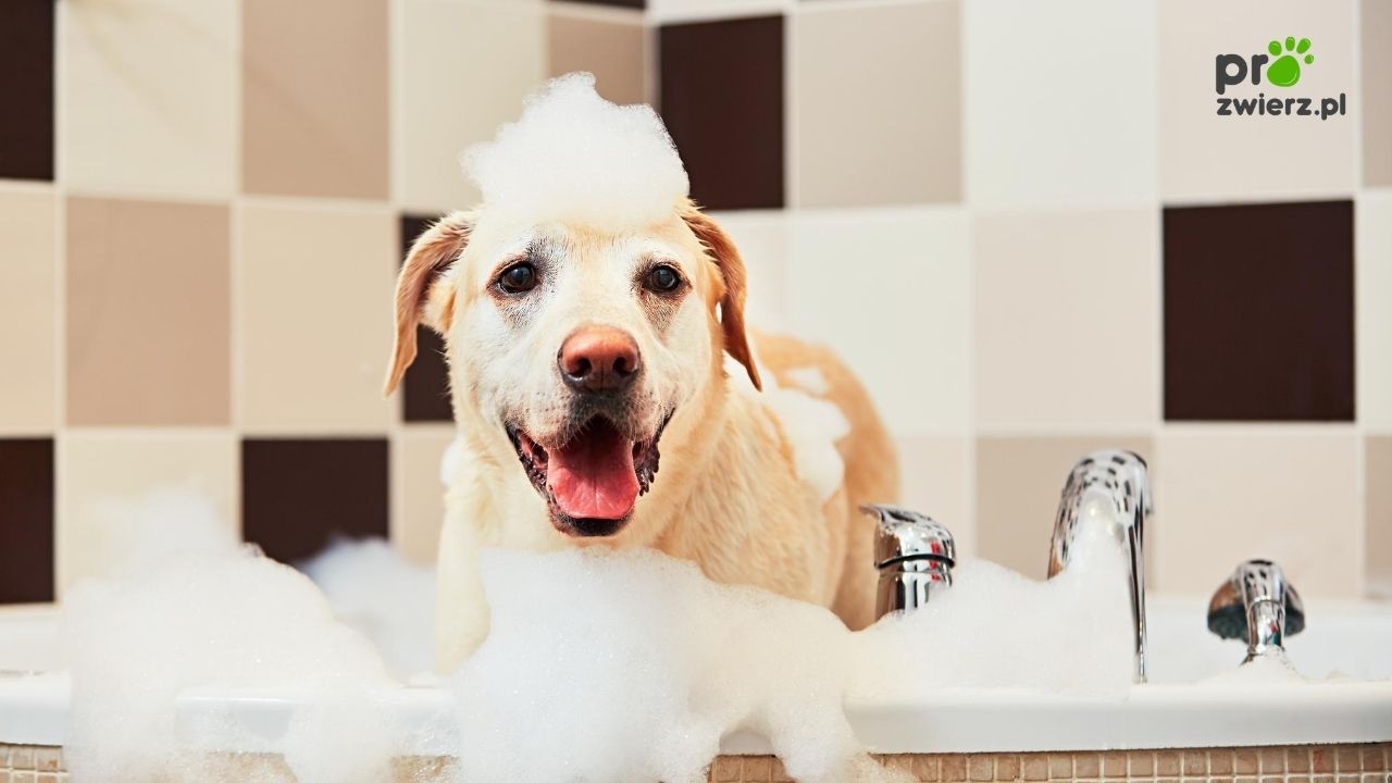 Jak kąpać psa? Sposoby na kąpanie psa